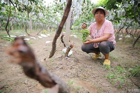 砍榕樹禁忌|【砍榕樹禁忌】砍榕樹禁忌：小心犯沖煞！院子砍樹注意事項大公。